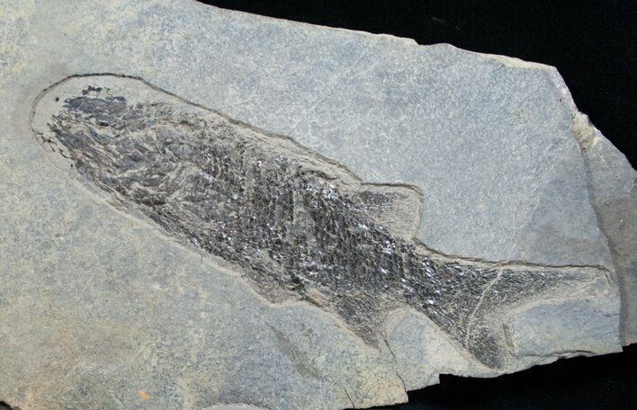 Permian Aged Fish Fossil - Paramblypterus #6532